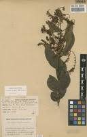 Image result for Combretum celastroides