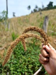 Image result for Setaria italica