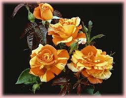 Oranges Lemons Rosa Landscape Shrub Oranges And Lemons From Regan Nursery To use our service we ask that you are referred by. rosa landscape shrub oranges and lemons