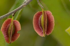Image result for Combretum molle