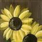 Early Morning Sunflowers event image