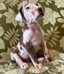 Our puppies will bring happiness to your family for as long as they live. Akc Chocolate Harlequin Great Dane With Green Eyes Looking For A Forever Home Great Dane Puppies For Sale In Missouri Great Danes Of The Ozarks