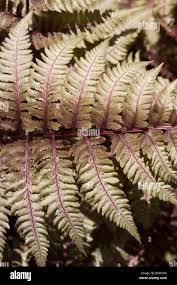 Image result for Woodsiaceae
