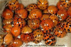 Asian Lady Beetle Infestation Of Structures Entomology
