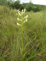 Image result for Platycoryne