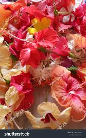 Image result for Hibiscus fuscus
