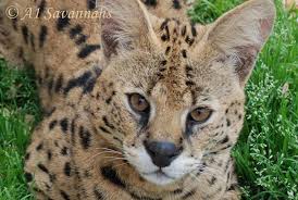 Serval the serval is a wild cat native to africa. Ù‚Ø· Ø§Ù„Ø³Ø±ÙØ§Ù„ Serval Ø§Ù„Ù‚Ø· Insan Center Ù…Ø±ÙƒØ² Ø§Ù†Ø³Ø§Ù† Facebook