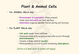 Check spelling or type a new query. Prokaryotes Eukaryotes
