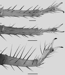 Cd lourenço e lorival baixar mp3. Syntropinae Kraepelin 1905 Dextral Leg Iii Basitarsus And Download Scientific Diagram