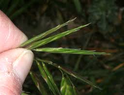 Image result for Bromus catharticus
