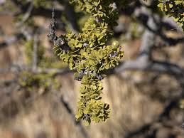Image result for Boscia integrifolia