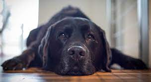 Is Your Dog Home Alone How Long Can You Leave Your Lab