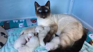 Menariknya, semakin bertambah umur kucing, warna tubuh kucing. Daftar Harga Kucing Siam Terbaru 2021 Cara Merawat