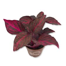 Image result for Iresine herbstii