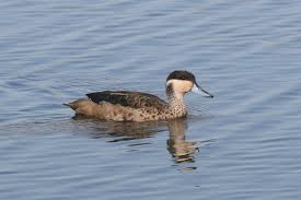 Birds Of South Africa Gauteng Hottentot Teal South Africa Africa Gauteng
