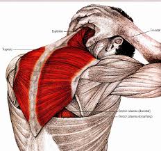 pilates marisa rodriguez ejercicios para aliviar el dolor de cuello y hombros egzersiz yoga anatomisi kolay egzersiz