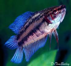 Pin On Siamese Fighter Betta Fish