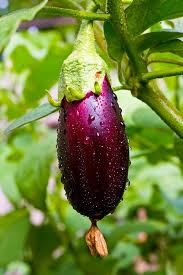 Tips on saving eggplant seeds for next year How To Plant Grow And Harvest Eggplants