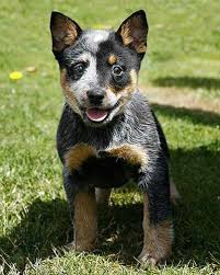 Black Australian Cattle Dog Puppy Future Alaskan Cattle Dog Austrailian Cattle Dog Australian Cattle Dog Puppy Cattle Dog Puppy