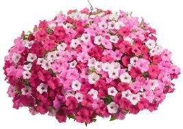 Easy fill baskets basket accessories other baskets. 10 Color Concepts For Hanging Baskets Proven Winners