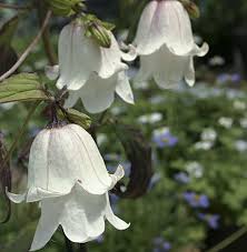 Search Results Campanula Punctata Campanula Types Of Flowers