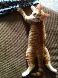 It can be as simple as a splinter in the paw, or as complicated as a chronic disease like arthritis. Does Your Cat Sploot Here S Why Your Feline Likes Sitting Like A Frog Cole Marmalade