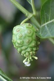 Image result for Morinda citrifolia