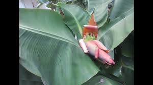 Fruiting bananas are often grouped botanically under musa acuminata. Does A Banana Plant Die After Blooming And Producing Fruit Youtube