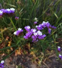 Image result for Limonium sinuatum
