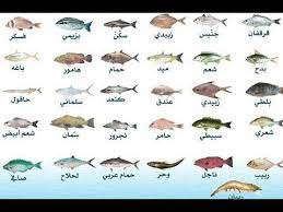 أسماء الأسماك المعروفة بالمغرب بالدارجة والفرنسية youtube nom de poisson arabe marocain