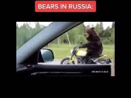 American Bears Vs Russian Bears Meme Youtube