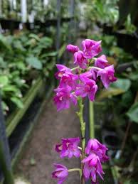 Image result for Polystachya galeata