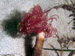 Image result for Polychaeta spp.