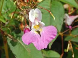 Image result for Impatiens zombensis