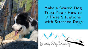 How to get a scared dog to trust you 1. Make A Scared Dog Trust You How To Diffuse Situations With Stressed Dogs Youtube