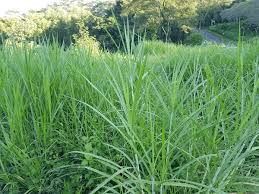 Image result for Urochloa brizantha