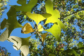 All parts of the tree are aromatic. Curious Nashville Are Tennessee S Sassafras Trees Disappearing Wpln News Nashville Public Radio