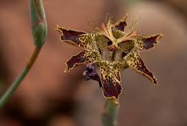 Image result for Ferraria glutinosa