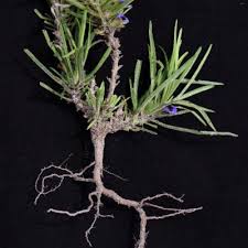 Image result for Aptosimum marlothii