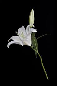 Para penari ini akan membawa lilin yang menyala pada piring yang dipegang pada setiap telapak tangan mereka. Gambar Setangkai Bunga Lily Putih Flower Wallpaper Flower Power Water Lilies