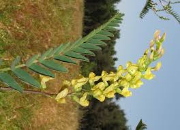 Image result for Astragalus atropilosulus