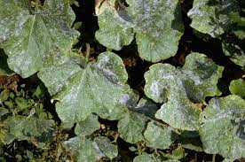 Image result for mildew on cucumbers