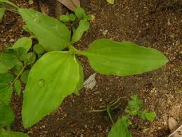 Image result for Chrysopogon nigritanus