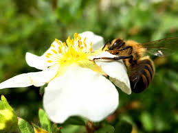Auch mit bienenfreundlichen balkonblumen kann man die insekten unterstützen. Bienenweide Diese 20 Pflanzen Retten Bienen