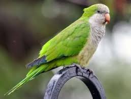 Lost Quaker Parrot Bird Cranbourne Victoria Vic Australia L28137 Parakeet Monk Parakeet Parrot