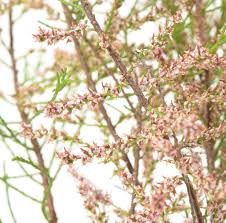 Fire effects information system, online. Fruhlings Tamariske Tamarix Parviflora Gunstig Online Kaufen