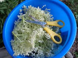 Zum glück haben wir gestern die holunderblüten für den sirup gepflückt. Kleines Abc Der Erntehilfen Holunderbluten Ernten Erleb Bar