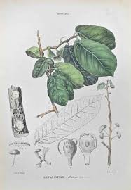 Image result for Antiaris