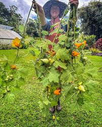 Image result for Solanum mammosum