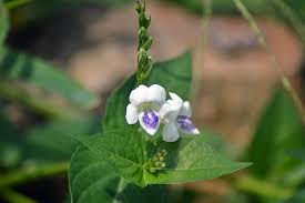 Image result for Asystasia gangetica